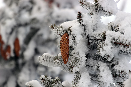 Frost Covered Spruce Tree Branches with a Single Pine Coneの写真素材