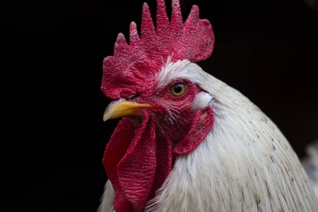 Rooster's head .The head of the cock. Close-up. Black backgroundの写真素材