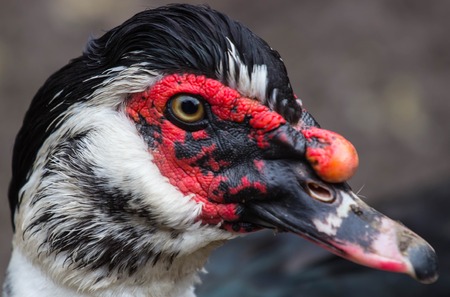 Closeup image of a Muscovy duck in the farmyard. Ukraineの写真素材