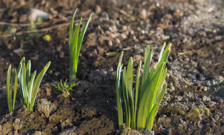 Beautiful first spring green  plants . morning sunの写真素材