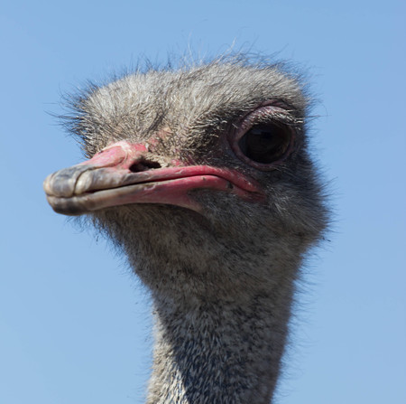 Ostrich head closeup. The long neck and beak.の写真素材