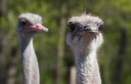 Ostrich head closeup. The long neck and beak.の写真素材
