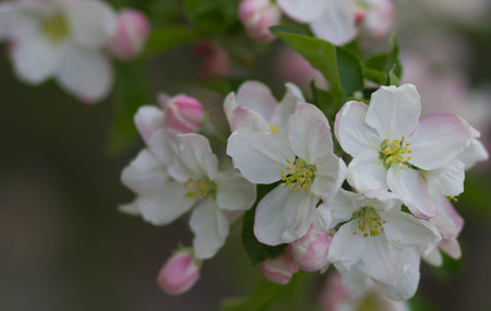 Branch of blossoming of apple tree. Ukraineの写真素材