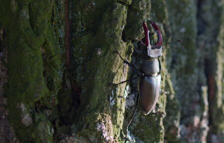 large stag beetle climbs a tree. Ukraineの写真素材