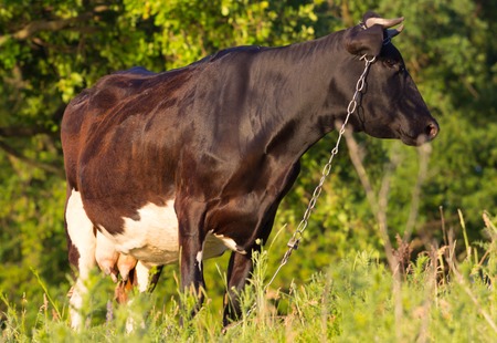 The black cow in the pasture . Ukraineの写真素材