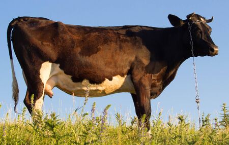 The black cow in the pasture . Ukraineの写真素材