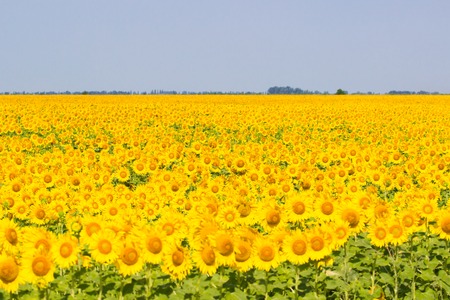 sunflower with blue sky and beautiful sunの写真素材