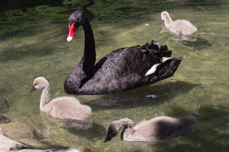 Black swan parents and its children. Askania Nova Ukraineの写真素材