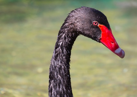 Close up Portrait of a black swan with red beakの写真素材