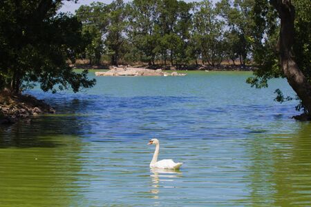 Swan on the pond の写真素材