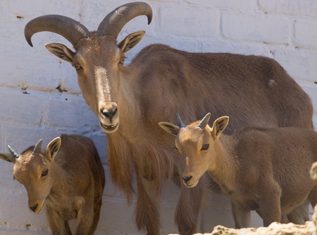Big Horn Sheep ram  with young lambsの写真素材