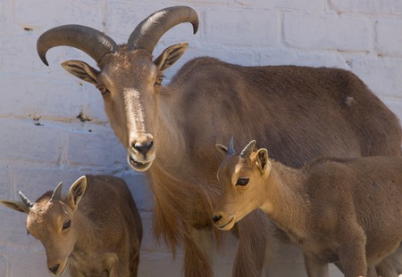 Big Horn Sheep ram  with young lambsの写真素材