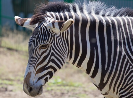Zebra portrait on Askania Nova steppe, Ukraineの写真素材