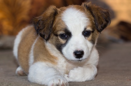 Little puppy misses his master. Close upの写真素材