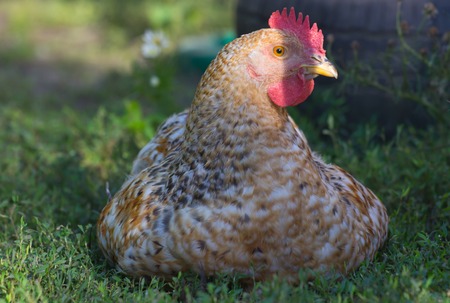 Maran hen in the grass at the farmの写真素材
