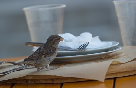 Sparrow on the table eats leftover foodの写真素材