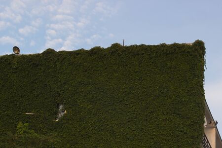 detail of modern house with plant on wall. Green eco houseの写真素材