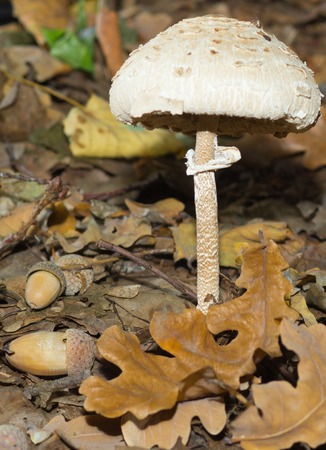 autumn forest  white mushrooms. Small pine coneの写真素材