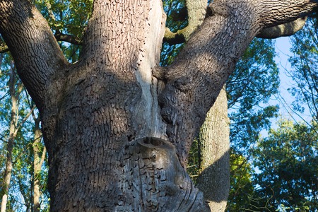 Massive stem of venerable tree is photographed from below against the blue sky. Maksym Zaliznyak's oak is the most famous Ukrainian tree. It is 1100 years old. Cold Yar tractの写真素材