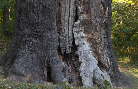 Majestic old tree with big trunk.  Maksym Zaliznyak's oak is the most famous Ukrainian tree. It is...