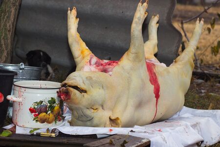 cutting of pig carcasses in the Ukrainian villageの写真素材