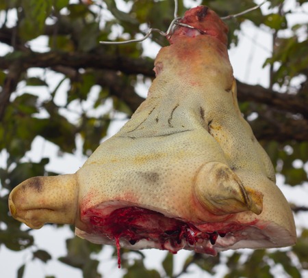 big pig's snout hanging on the treeの写真素材