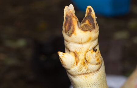 Pig leg in the Ukrainian village. Clouse up,の写真素材