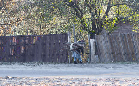 Old woman carrying firewood for winter. Ukraineの写真素材