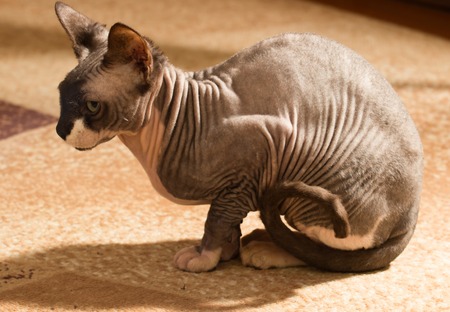 Sphynx cat, 1 year old, clouse up