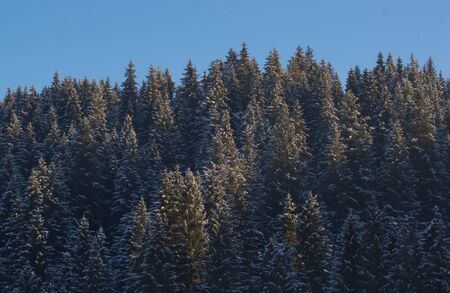 Frozen tree on Winter's Tale and blue sky