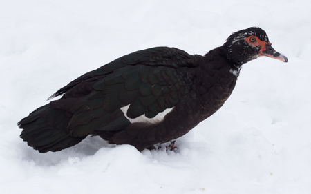 duck on the white winter snow. Birdの写真素材