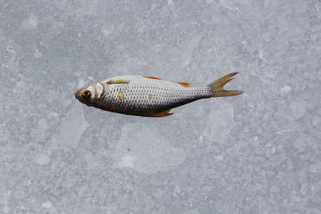 raw fish after fishing on crash iceの写真素材