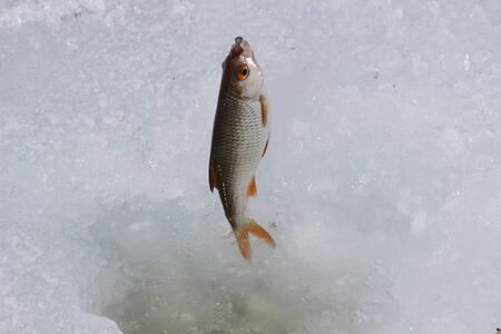 raw fish after fishing on crash ice