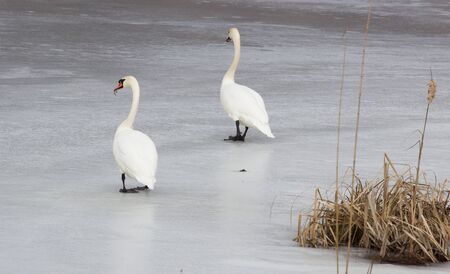 Swan on ice in a canal at dawnの写真素材
