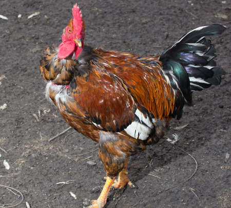 colorful rooster on grey nature backgroundの写真素材