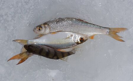 The fresh frozen fish on ice. Seafood