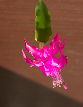 Christmas Cactus (schlumbergera) in pink,  background, copy spaceの写真素材