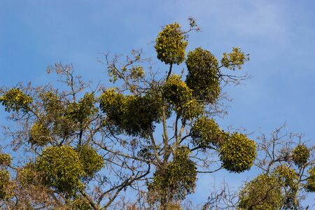 Mistletoe on a tree. disease mistletoe. Blue sky