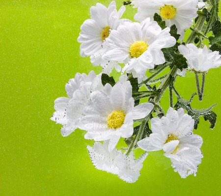 White Chrysanthemum with water drops on a green backgroundの写真素材