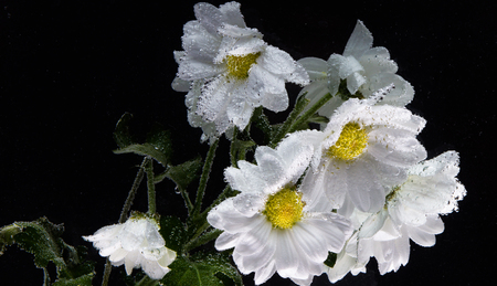 White Chrysanthemum with water drops on a black backgroundの写真素材