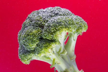 Fresh broccoli with water drops isolated on red background