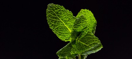 Fresh raw mint leaves isolated on black  background