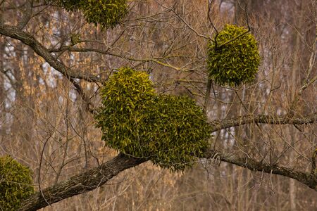 Mistletoe on a tree. disease mistletoe. Blue skyの写真素材
