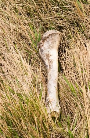 Big bone isolated on grass background. wild nature