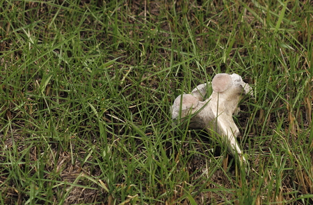 The bones of dead animals in the desertの写真素材