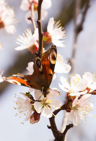 Spring image with butterfly and blossoming fruit tree . Springtime nature abstract. Clouseupの写真素材
