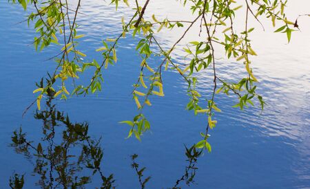 Leaves of birch and sunny day over blue water. Blooming tre in spring time