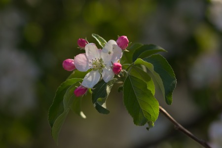 tree - apple trees blossomed. Beautiful White flowersの写真素材