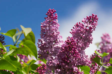 Lilac bush on a background of blue sky.の写真素材