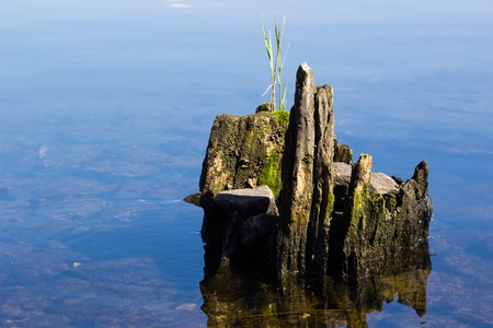 Old stump in water with hands-roots. Play of colors and sun in waterの写真素材